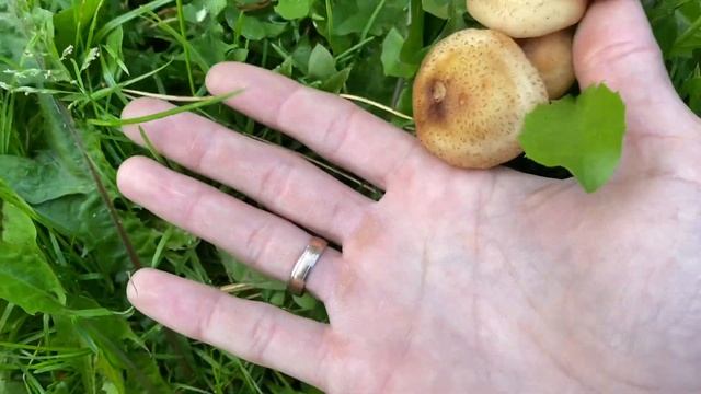 Едем на дачу / Собираем грибы / Коля приготовил вкусный ужин смотреть онлайн