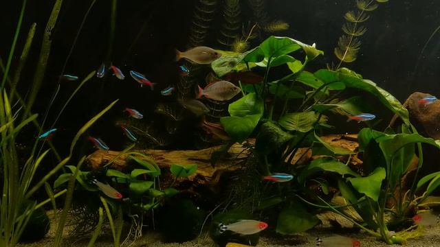 Community tank - Neon Tetra, Dwarf Rainbow Praecox, смотреть онлайн