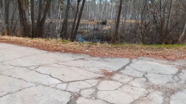 Утки-кряквы, совсем дикие, на Красном озере-болоте вечером 18/04/2021. Под пение певчего дрозда. смотреть онлайн