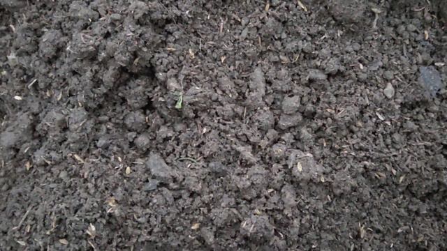 ROZMARIN GULINI EKISH HAQDA VIDYO смотреть онлайн