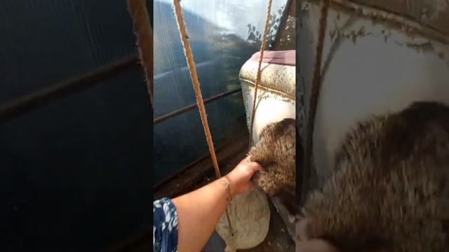 Еноты и носуха завтракают 3 смотреть онлайн