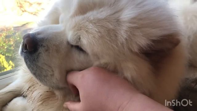 Day In the Life of a Chow Chow & What a Chow Chow eats in a day смотреть онлайн