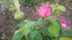 Роза Поль Нерон  ( Paul Neyron) с самыми крупными цветками