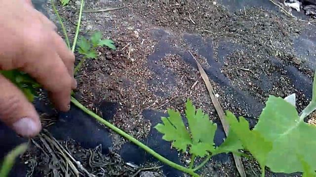 КАК ВЫРАСТИТЬ КАПУСТУ БЕЗ ПОЛИВОВ? смотреть онлайн