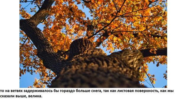 Зачем деревья сбрасывают листья осенью? 2 смотреть онлайн