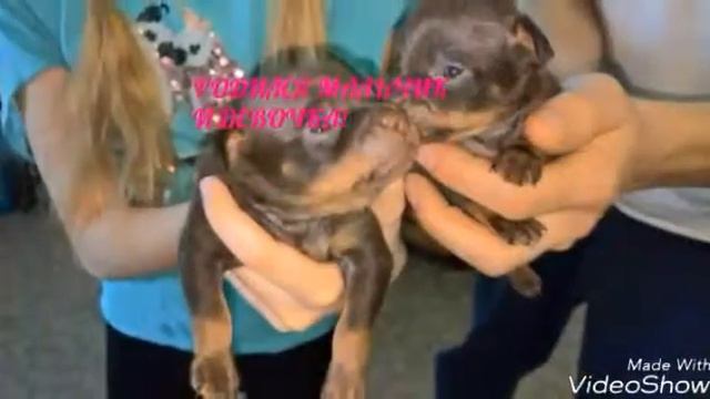 У Нюши родились щенки! смотреть онлайн