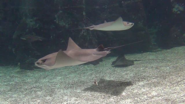 Аквариум Turkuazoo, Стамбул (10) смотреть онлайн