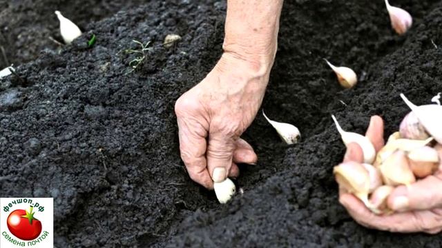 Можно ли сажать озимый чеснок весной? смотреть онлайн