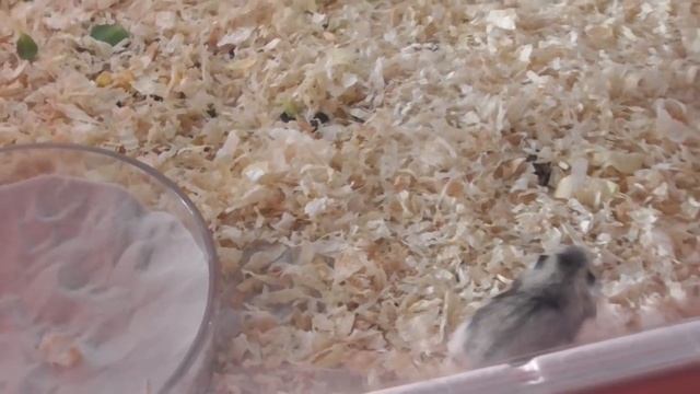 София подарила мне трусы❤️ Домашний влог смотреть онлайн