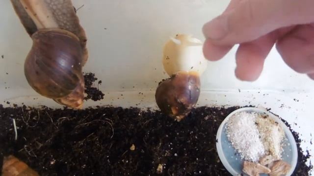 Как снять улитку со стенки контейнера смотреть онлайн