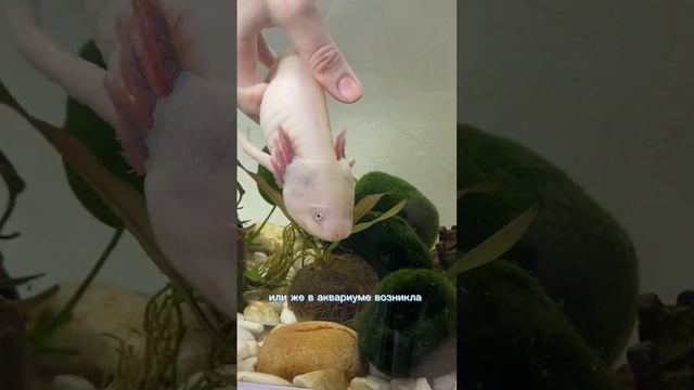 Аксолотль поранился? #axolotl #аксолотль смотреть онлайн