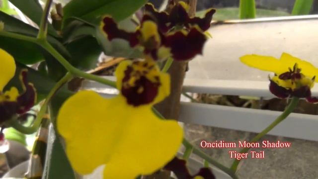 Oncidium Moon Shadow Tiger Tail смотреть онлайн