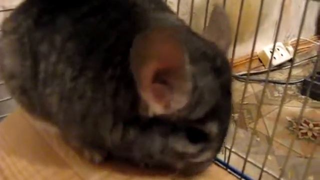 Шиншилла Малышик ест розочку, Chinchilla смотреть онлайн