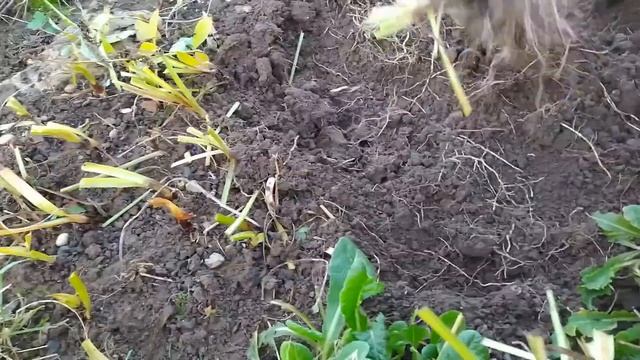 Шпрекелия (Спрекелия) - луковичный цветок выращиваю в открытом грунте. Как выкопать и хранить зимой смотреть онлайн