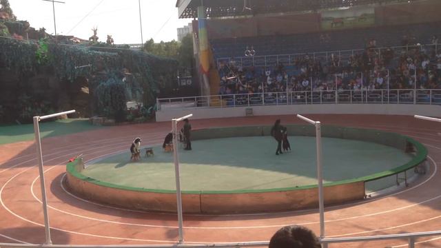 Zoo in Shanghai (Dog Circus) смотреть онлайн
