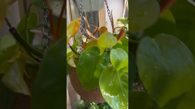 Philodendron Lemon Lime смотреть онлайн