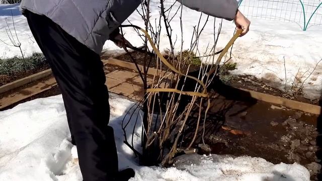 Обработка смородины кипятком смотреть онлайн