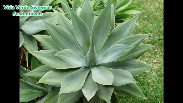 Replantando agave. Como plantar agave + Dicas pro sucesso no cultivo смотреть онлайн