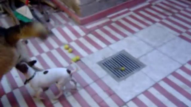 Chihuahua y pastor aleman смотреть онлайн