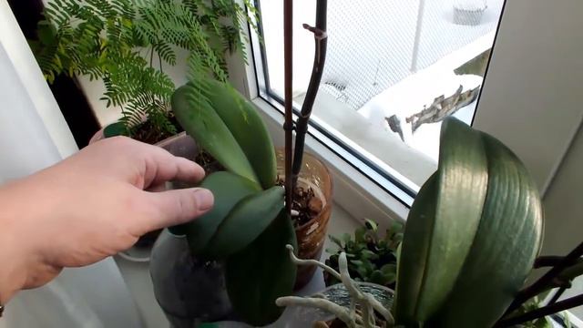 Орхидеи ФАЛЕНОПСИС снова радуют своим цветением смотреть онлайн