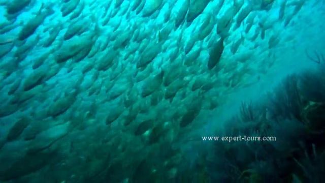 Shark Dive & Sardine Run смотреть онлайн
