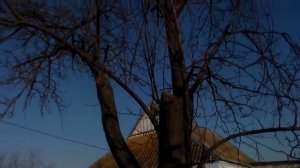Обрезка сливы Новая жизнь старому дереву .