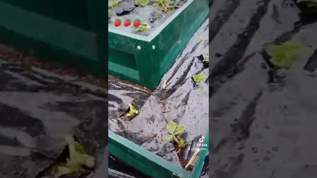 Как сажать клубнику в многоярусной грядке. смотреть онлайн