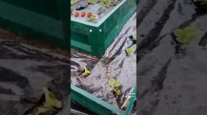 Как сажать клубнику в многоярусной грядке.