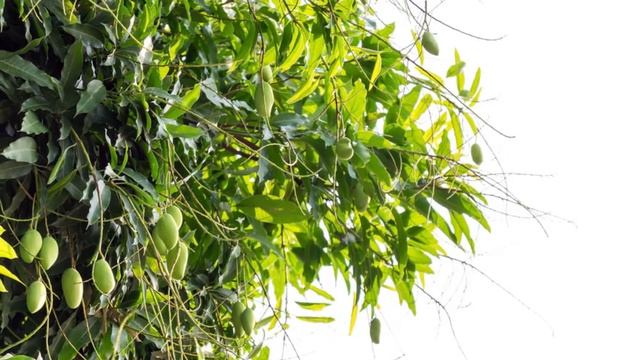 Манго заменит какао-масло? смотреть онлайн