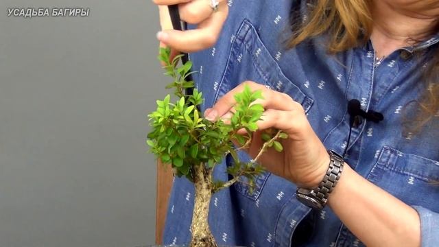 Бонсай из самшита (ч.2). смотреть онлайн