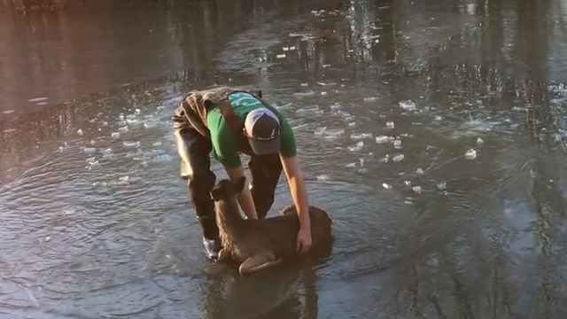 Американец спас провалившегося под лед оленя смотреть онлайн