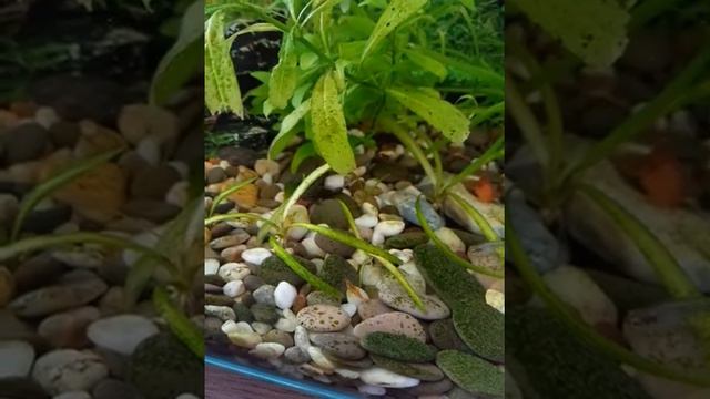 рыбки смотреть онлайн