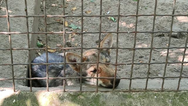 Одесса, Украина, Одесский зоопарк видео 2021 год. (1) смотреть онлайн