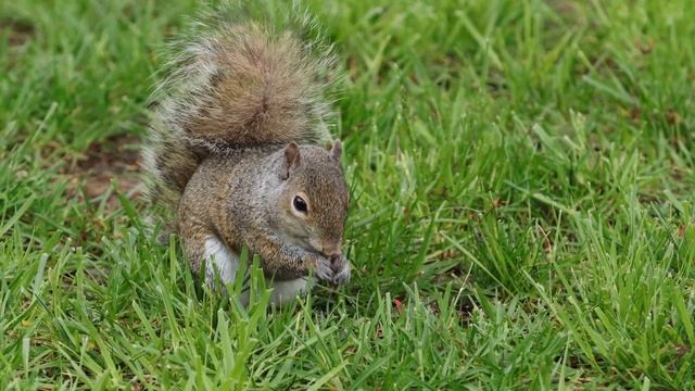 Canon EOS 90D 4k sample video, Backyard Only! смотреть онлайн