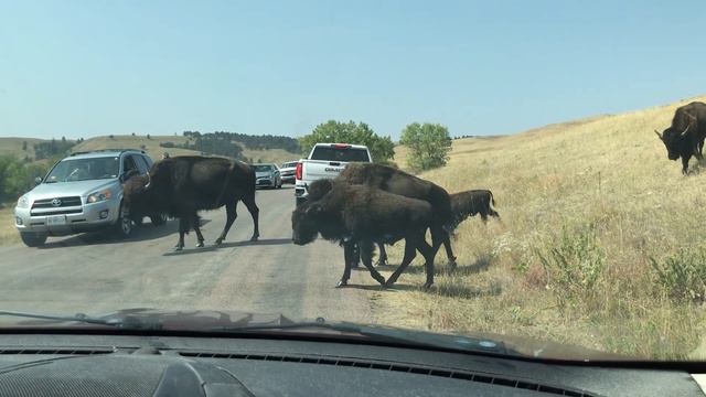 South Dakota Road Trip Day 4 ~Custer State Park, Alpine Inn~ смотреть онлайн