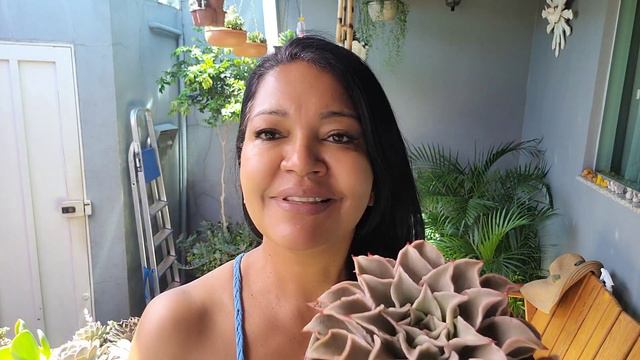 COMO CULTIVAR AS ECHEVERIAS MADIBA E LOLLA. Dicas de cultivo смотреть онлайн