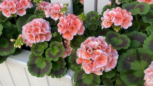 Пеларгония зональная в экстерьере. Пример варианта оформления и посадки. смотреть онлайн