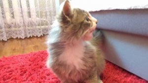 ПАУЗА Челлендж 24 ЧАСА с My little Nastya Что придумала НЮСЯ ТВ / смешной скетч