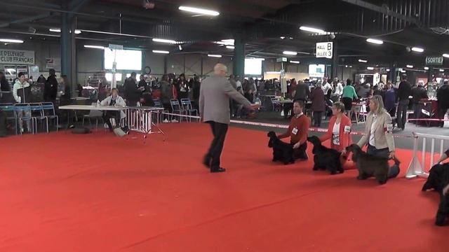 CACIB Montluçon 2016 Ambiance le matin смотреть онлайн