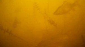 Активатор клёва в деле! Подводная съемка, реакция рыбы на активатор клева авторскаяприкормка.рф