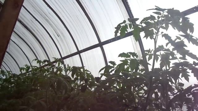 ПОЧЕМУ У МЕНЯ В ТЕПЛИЦЕ ТАК ВЫСОКО УСТАНОВЛЕН СТЕЛЛАЖ ДЛЯ РАССАДЫ? Ольга Чернова. смотреть онлайн