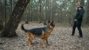 НЕМЕЦКА ОВЧАРКА | все о породе| личный опыт владения породой