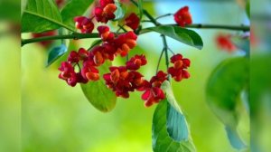 Бересклет крылатый. Осенняя сказка