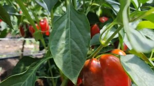 Перец Рэд Найт, один из самых ранних и урожайных кубовидных перцев.