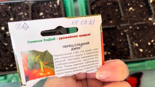 Сажаю хосту.❤️ Рассада петуний. смотреть онлайн