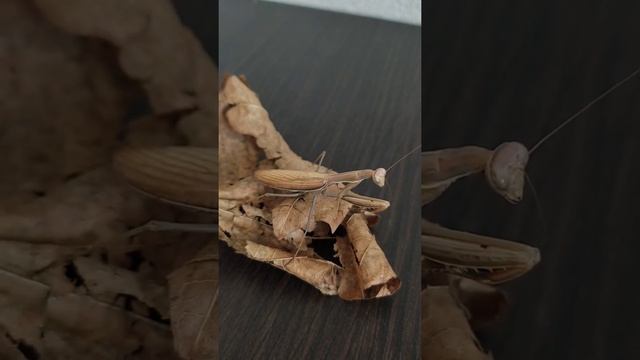 Два разных богомола внимательно смотрят друг на друга ? #shorts #богомол #милота #mantis #насекомые смотреть онлайн