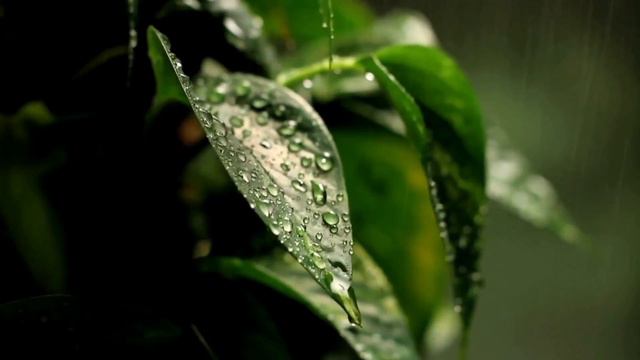 Rain With Music (7)