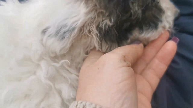 Сьездили к маме по яблоки. Какие свиньи лучше, решаем что с ними делать. Жизнь простых людей. смотреть онлайн