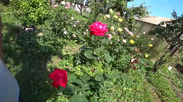 75. Дачный блог 24.06.2021г. С помощью каких приспособлений обеспечиваем легкий полив.