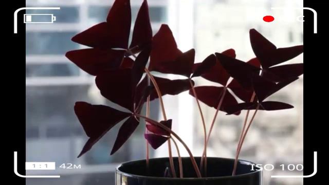 OXALIS 24Hrs TIME lapse Super Ganda | ButterFly Plants☘💖 смотреть онлайн